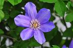 Sugar-Sweet Lilac clematis photo