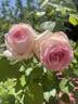 Moonstone ™ rose photo