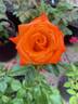 Marina ® rose photo
