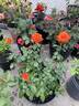 Marina ® rose photo