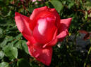 Norma Major rose photo