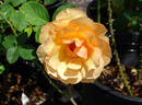 Norwich Castle rose photo