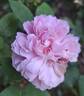 Rembrandt rose photo