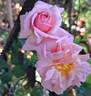 Aloha rose photo