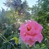Paris d'Yves St. Laurent rose photo