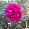 George Dickson rose photo