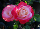 Nostalgie ® rose photo