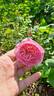 C03-2 rose photo
