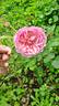 C03-2 rose photo