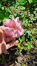 D03-1 rose photo