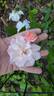 D03-2 rose photo