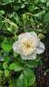 C02-2 rose photo