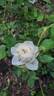 C02-2 rose photo