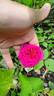 C03-3 rose photo