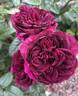 Allegorie rose photo