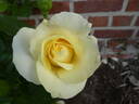 Limona rose photo