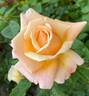 Beverly Ann Clay rose photo