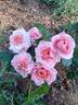 Ars Nova rose photo