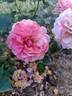 Ars Nova rose photo