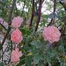 Colette rose photo