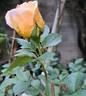 Dame Judi Dench rose photo