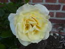 Limona rose photo