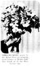 Mary Guthrie rose photo