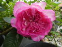 Bornéo Odore ® rose photo