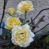 Eureka ® rose photo
