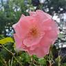 Paris d'Yves St. Laurent rose photo