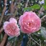 Lovely Meilland rose photo