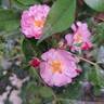 Petite Coquine de Chédigny rose photo