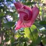 Pink Voluptia rose photo