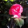 Theo Clevers ™ rose photo