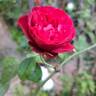 You and Me rose photo