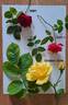 C01-1 rose photo