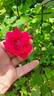 D02-2 rose photo