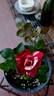 E02-1 rose photo