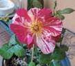 E02-1 rose photo