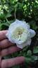 C02-2 rose photo