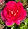 Miss Behavin'™ rose photo