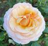 Peach Perfection rose photo