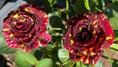 Abracadabra rose photo