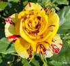 Simsalabim rose photo
