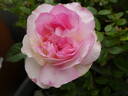 Bornéo Odore ® rose photo