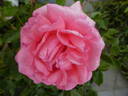 Mim's Rose rose photo