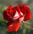 Orange Impressionist rose photo