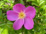 Playtime rose photo