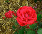 Gruss an Zweibrücken rose photo