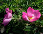 Hokkaido rose photo